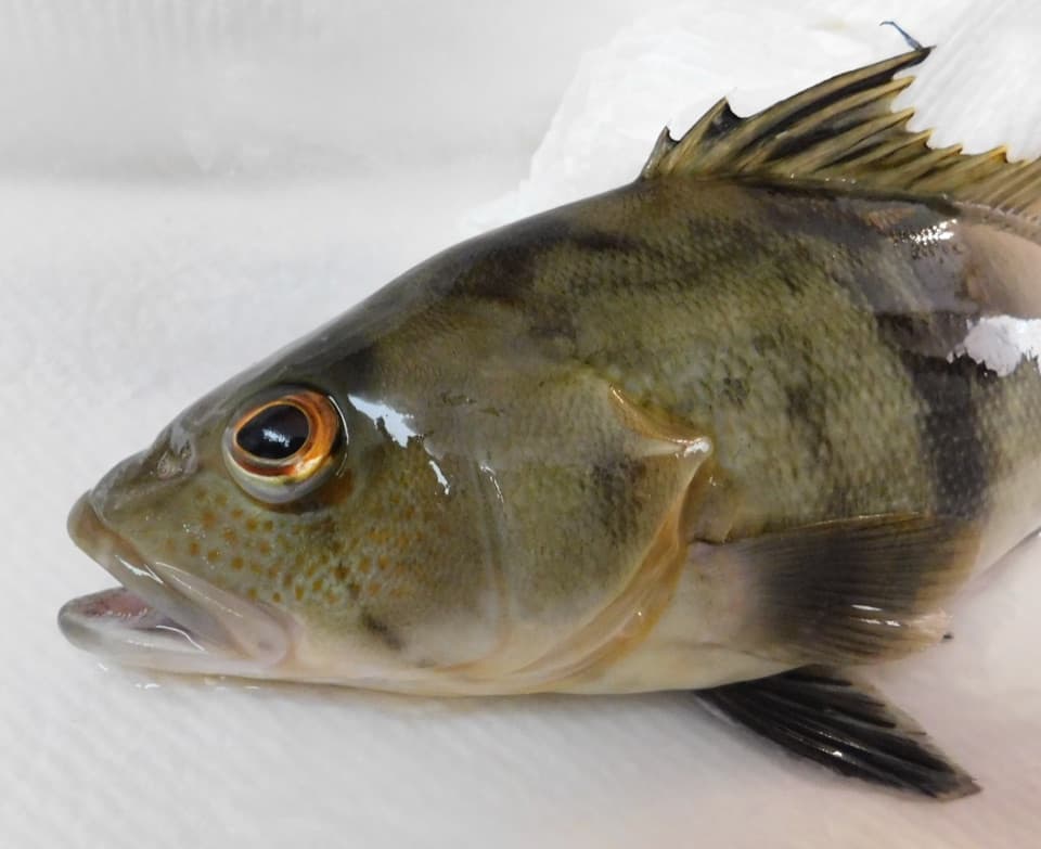 Barred Sand Bass