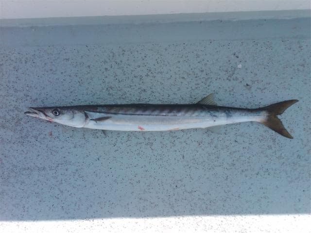California Barracuda