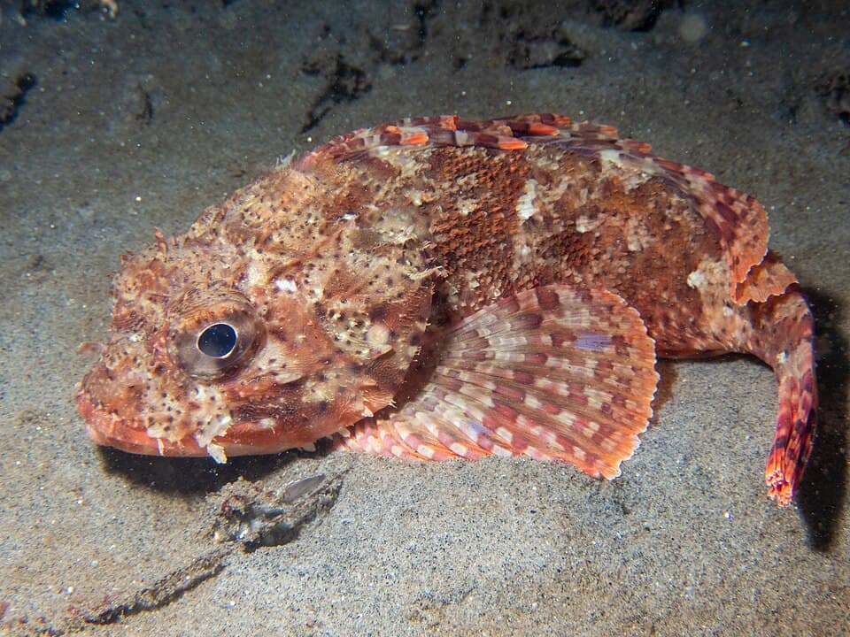 California scorpionfish (sculpin)