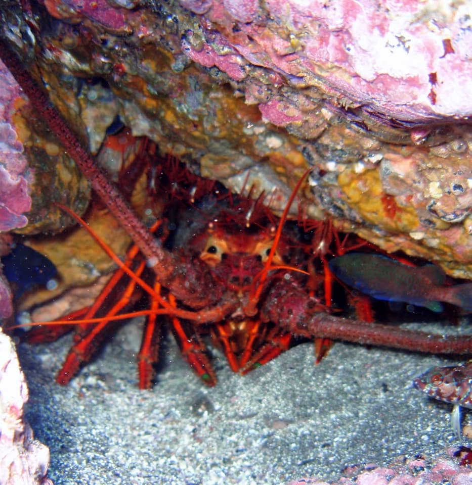 California Spiny Lobster