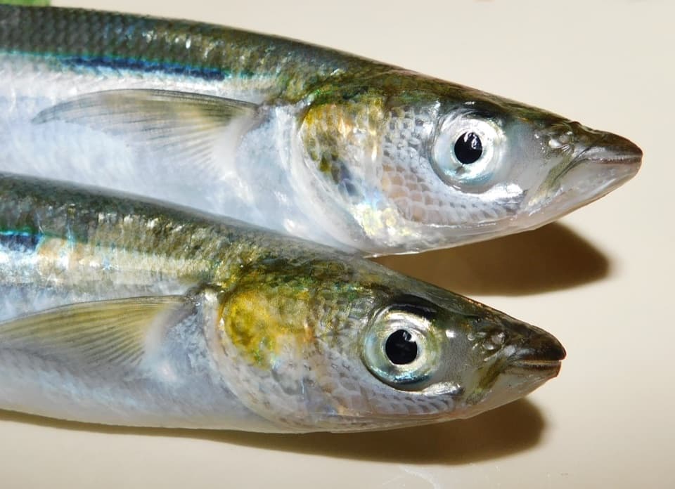 Jacksmelt
