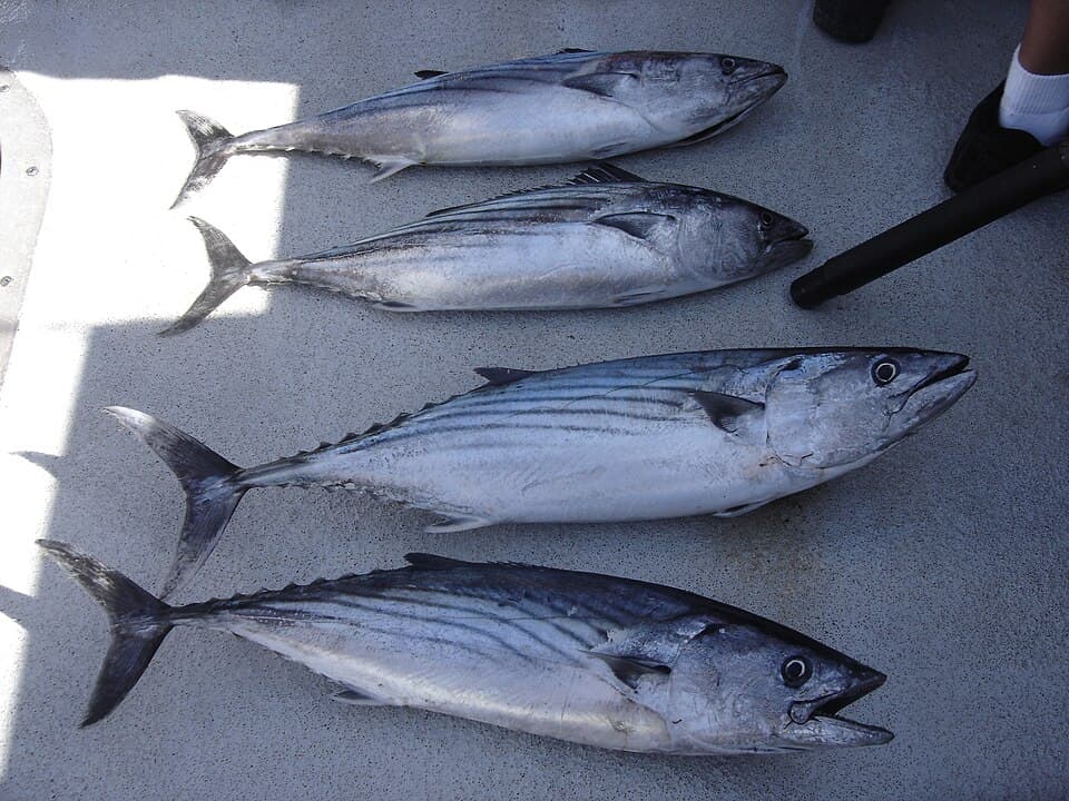 Pacific bonito
