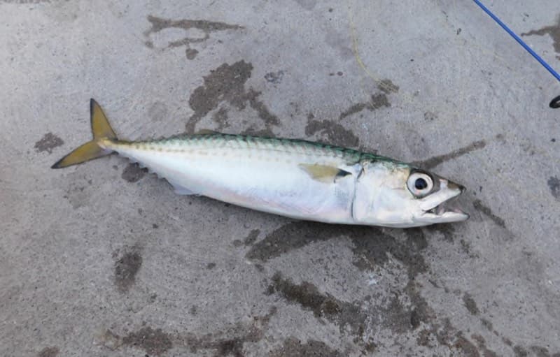 Pacific (chub) mackerel (Scomber japonicus)