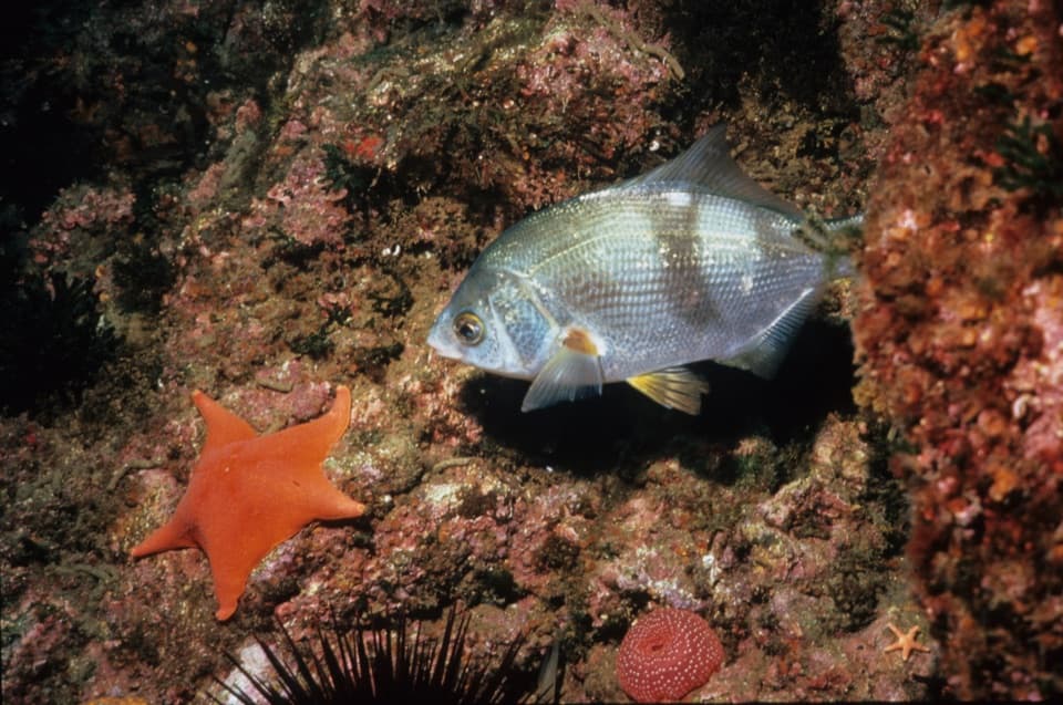 Pile Perch