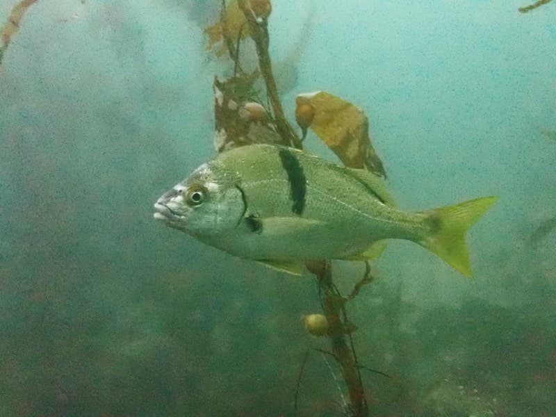Sargo (Anisotremus davidsonii)