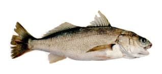 White croaker (Genyonemus lineatus) identification illustration